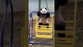 It’s time to workout #panda #maimai #fyp #viral #pandalover #cuteanimals #pandas #playtime #workout