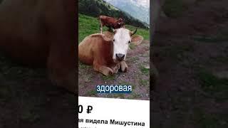 Корова, которая видела Мишустина продаётся за 1 000 000 рублей