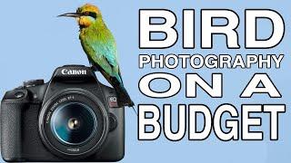 BIRD PHOTOGRAPHY ON A BUDGET using the Canon EOS R50 + Canon EOS Rebel T7 / 1500D