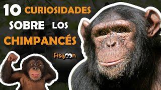 10 Datos Curiosos Sobre los CHIMPANCÉS