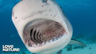 Amazing Shark Encounter in Cocos Island | Great Blue Wild 101