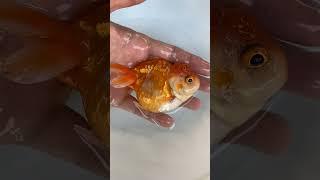 jual ikan koki oranda panda short body || WA 0817213236 #goldfish #goldfishindonesia #ikankoki