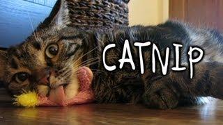 Catnip