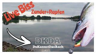 Zander vs Rapfen im Tidestrom, Raubfische der Elbe im Drill,dukannstdasauch