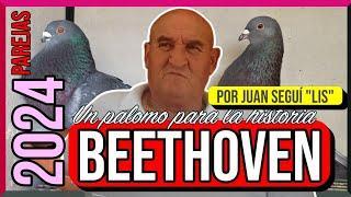 Un palomo para la historia  | BEETHOVEN  | Pareja N° 2 | Por Juan Seguí ️ LIS