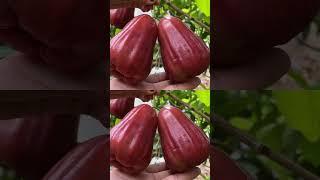 JAMBU CITRA JUMBO