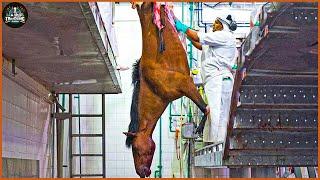 How Farmers Make Millions Of Dollars From Raising Horses - Horse Meat Processing Factory