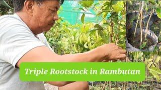 Triple Rootstock in Rambutan
