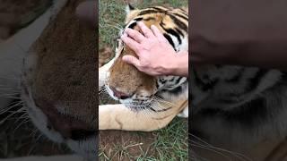 Big Boy Kenzo Head Scratches 