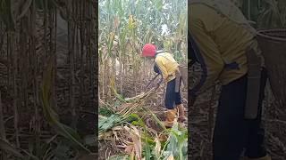 ini lah yang terjadi jika harga jagung mahal #shorts #jagung