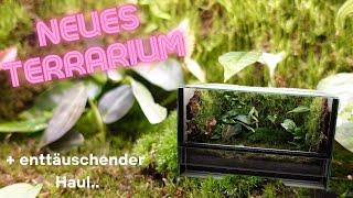 NEUES TERRARIUM 🪴 Einrichtung + Bepflanzung 