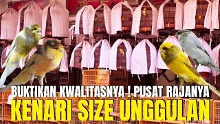 CEK HARGA KHUSUS BURUNG KENARI TERBARU ! SESUAI KODRATNYA DI PETERNAK ARUMI KINGKONG KENARI