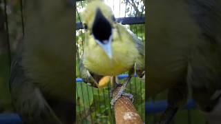 Sirtu gacor ngamuk emosi #birds #sirtugacor