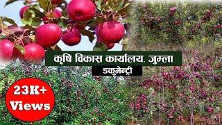 KRISI BIKAS KARYALAYA, JUMLA ।। SYAU SUPER ZONE, JUMLA ।। APPLE ZONE, JUMLA ।।