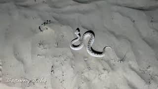 Sand viper seen aggressive in Dubai desert