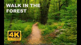 walk through the forest in the city of Stavropol 4k ASMR