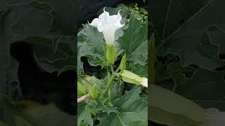 The Devil's Trumpet (Datura stramonium) - Freaky, Creepy & Deadly Halloween Plants