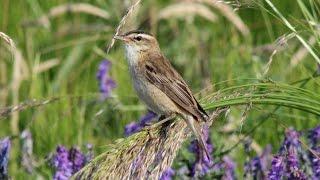 The Sedge Warbler and its song