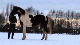 Natural Horsemanship - AlwaysHorseLove