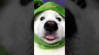 I Believe In You  #cute #dogsofinstagram #funny #puppy #tiktok ib:pepelefuqyou