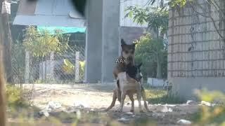 Awesome Rural Dogs !! Dog Meeting for the Summer Season in Village 