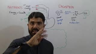 L-1 Biology 1st year  Chapter Digestion  part 1 summary