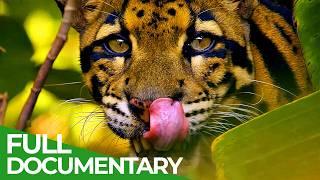 Wildest Indochina | Episode 3: Thailand - Nature's Survivors | Free Documentary Nature