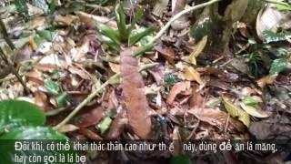 Survive in the rainforest: Digging bamboo shoots