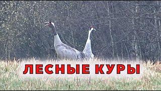 Крытый выгул курам в лесу