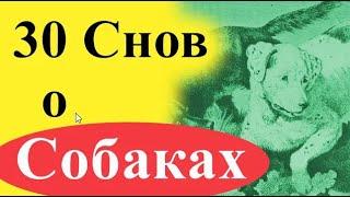 К чему снится собака - 30 снов (кусает, нападает, умирает, и проч.)