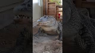 Crocodile  Can Crocodiles Hear Us?  #shorts #crocodile #animalfacts #animalshorts