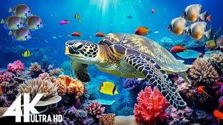 Under Red Sea 4K -Beautiful Coral Reef Fish in Aquarium, Sea Animals for Relaxation, 4K Video UHD #4