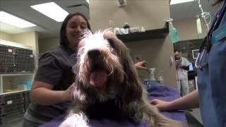 Cornell University Veterinary Specialists (CUVS) News Update