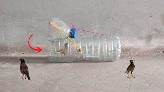 Awesome Water Bottle Bird/Mouse Trap | Quick DIY Bird Trap | Part 1