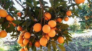 picking of  fruit(orang)‍#farmtime