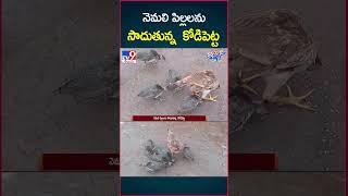 నెమలి పిల్లలను సాదుకున్న కోడిపెట్ట - TV9