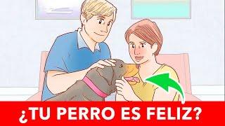 12 SEÑALES de Que Tu Perro Es FELIZ Contigo 