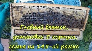 пчеловодство, главный взяток, семья на 145 рамке установка 5 корпуса (записки новичка)