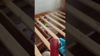 Уничтожение клопов в Красноярске.