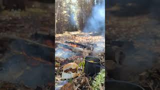  Forest Lunch #lunch #forest #woods #campfire #fire