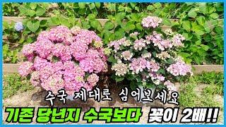 땅에 수국 심을 때 꼭 이렇게 하세요!! 엔들레스썸머 보다 꽃 2배 많이 피는 수국!!