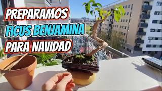 Preparamos bonsái Ficus Benjamina para regalo de Navidad