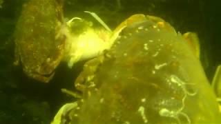 Crabbing underwater GoPro crab action pt2