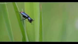 Zipfelkäfer beim morgentlichen Putzen