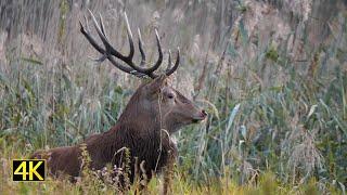 Wildes Brandenburg: Der Herbst im Nationalpark Unteres Odertal