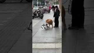 The cute big golden retriever encounters a robot dog Dog's reaction #robotdog #shorts #viral #puppy