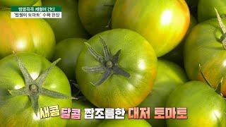 [방방콕콕 제철이 간다] 단맛·짠맛·신맛 짭짤이 토마토