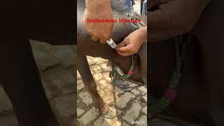 Intravenous injection l dr Umar Khan
