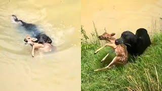 Pet Dog saves Baby Deer from Drowning | Heartwarming 