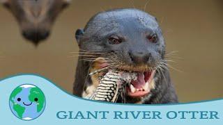 The Giant River Otter is CRAZY